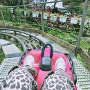 4코스 | 달랏 여행 코스 (4) 다딴라 폭포 알파인 코스터 후기 + 액티비티 추천