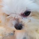 커몽커몽펫 이미지