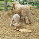 계양산목장 이미지