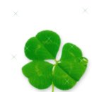 세잎클로버 이미지
