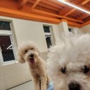 멍글멍글 강아지유치원 이미지