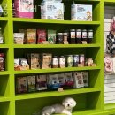 몽블리 애견카페 이미지