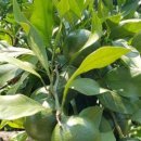 남원읍-17 이미지