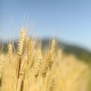 (주)진바이오테크 네이버블로그