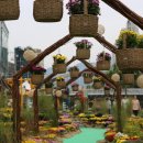 국화정원 이미지