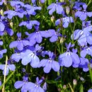 로벨리아(lobelia) 이미지