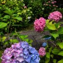 紫陽花、오타쿠사 / 真木柚布子、미키유우코 이미지