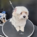 오도DOG 펫살롱 이미지