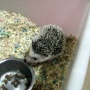 고돌이네 이미지