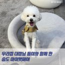 껌딱지펫 | 마이펫페어 송도컨벤시아 방문과 달려갈개 강아지운동회 후기