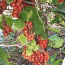 현기농장 이미지