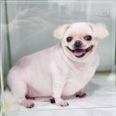 고려종합동물병원 네이버블로그