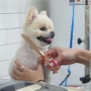 동도주유소