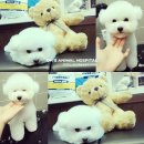 앨리스동물병원 이미지