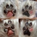 멍멍이발바닥 이미지