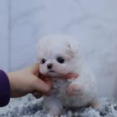 수지펫