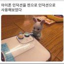 댕댕이냥냥 이미지