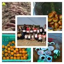 볼음도저어새생태마을 이미지