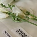 포레드썸머 이미지