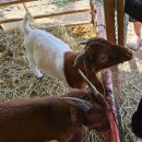 수당목장 이미지