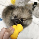 뽀시래기 이미지