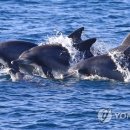 돌고래홀딩스 연합뉴스