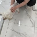 딩동 펫 살롱 이미지