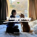 럭셔리애견사랑 이미지