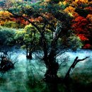 주산지 Daum카페