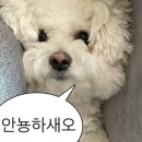 기흥 리마인드웨딩 촬영 후기 | 조아 패밀리 분당점 찐후기❤