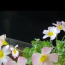세레스스톤 이미지