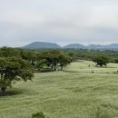 와흘메밀마을 이미지