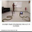 코브라 뱀 쇼 사고가 의외로 적게 일어나는 이유 이미지