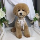 마린시티그루밍 이미지