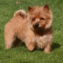 애견세계 이미지