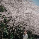 (주)부산 마리나 | 부산 해운대 우동 대우마리나 벚꽃길