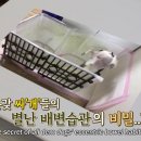 쌈바농장 이미지