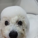 댕그리미 이미지