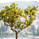 레몬트리 이미지