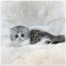 부산고양이분양제나캣 사상점 | 사랑스러운 내 짝꿍, 폭신폭신 페르시안 고양이 입양 이야기