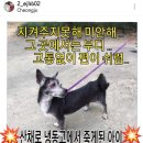 제발 청원 도와줘 청주 동물보호센터 센터장이 살아있는 강아지를 냉동고에 넣어서 죽였어 이미지