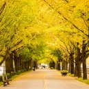 곡교천 은행나무길 이미지