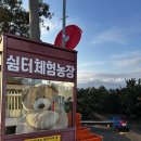 행복2농장 | 제주도 귤따기 체험 추천 | 위미리 쉼터체험농장 후기