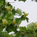 꽃과나무(Flower tree) 이미지