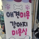 퍼피루미 - 1647 | 퍼피루미