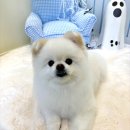 멜로우퍼피 이미지