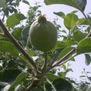 바울농장2 이미지