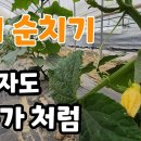 오이 이렇게 키워야 마디마디 주렁주렁 딴다 곁순제거 추비주는법 솔바위농원 구독자 44.4만명 이미지