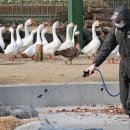 김영진농장 이미지