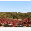 일철농장 이미지